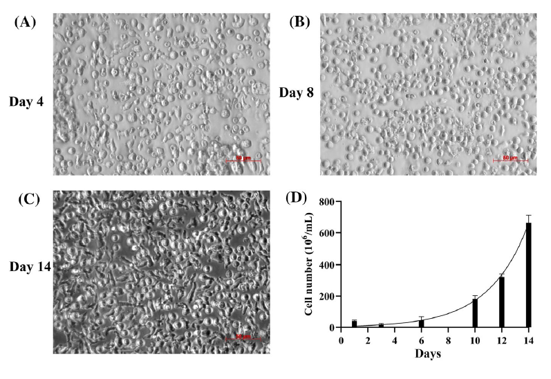 Tế bào diệt cảm ứng cytokine đông lạnh giữ được hoạt tính kháng ung thư in vitro và in vivo