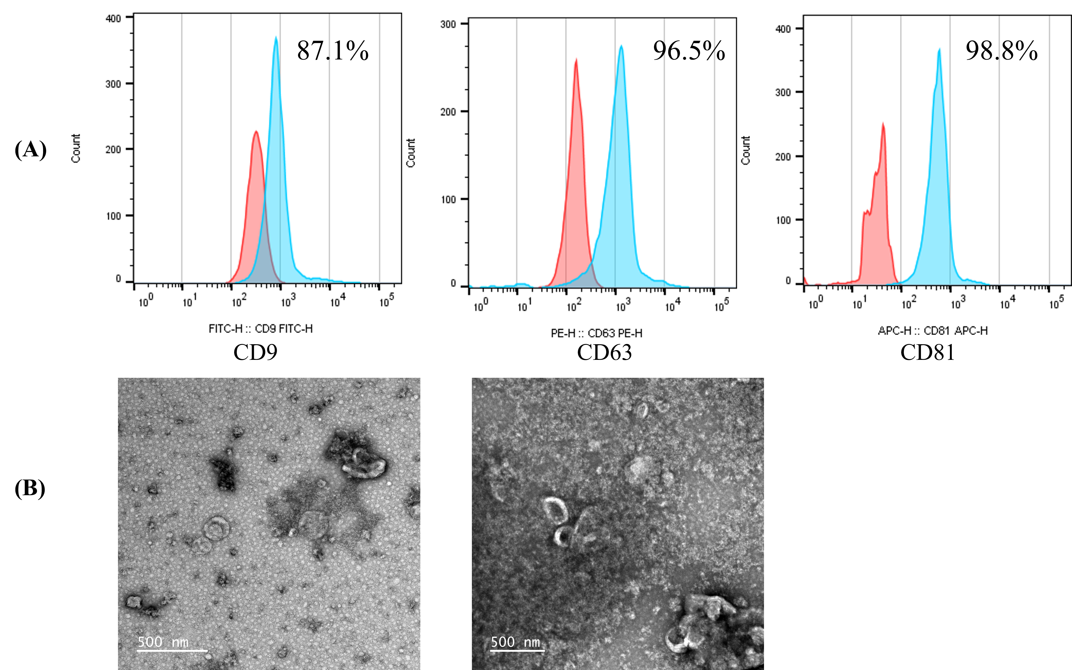 Truyền tĩnh mạch exosome thu từ tế bào gốc mô mỡ kích thích hình thành mạch và tái tạo cơ