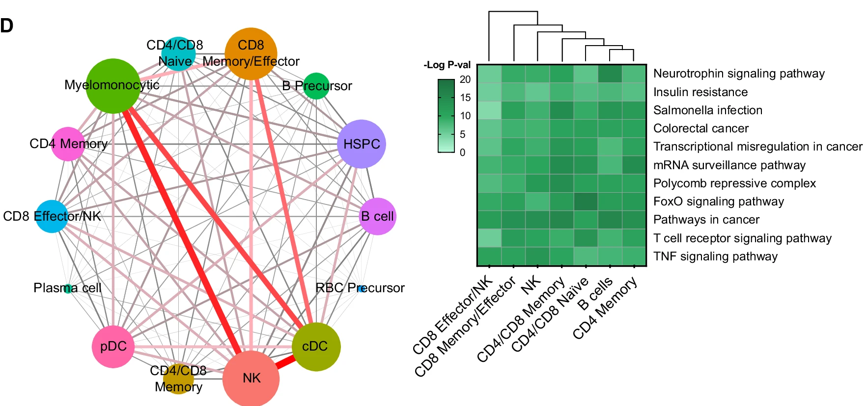 Tế Bào Diệt Tự Nhiên (Natural killer cell) – “Lá Chắn” Miễn Dịch Bị Vô Hiệu Hóa Trong Giai Đoạn Tiền Ung Thư Máu