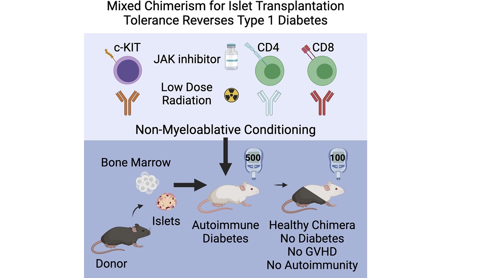 Liệu pháp tế bào mới của Stanford chữa khỏi bệnh tiểu đường loại 1 ở chuột