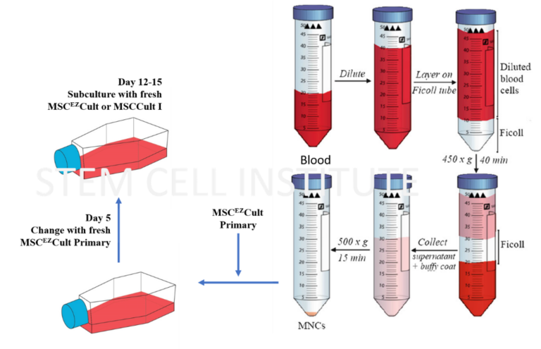 UCB-MSCCult Primary: Giải pháp hoàn hảo để thu nhận tế bào gốc trung mô từ máu cuống rốn